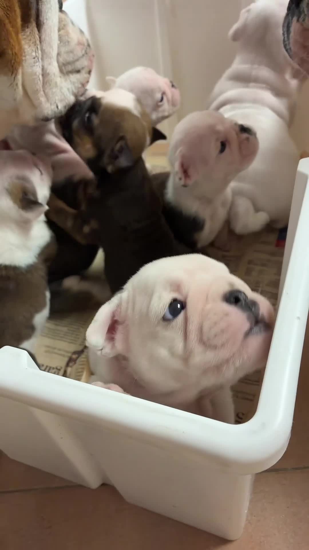 Bulldog cani in vendita: Cuccioli Bulldog Inglese - Video 2