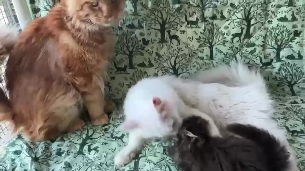 Maine Coon gatti in vendita: Cucciolo di maine coon dolcissimo  - Video 2