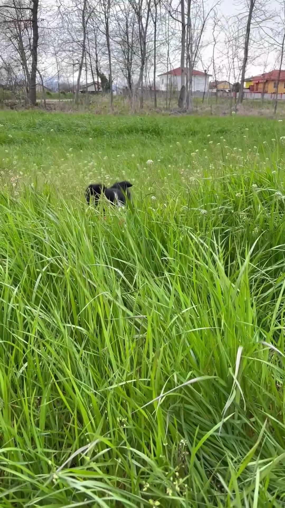 Border Collie cani per accoppiamento: Border collie maschio per accoppiamento  - Video 1