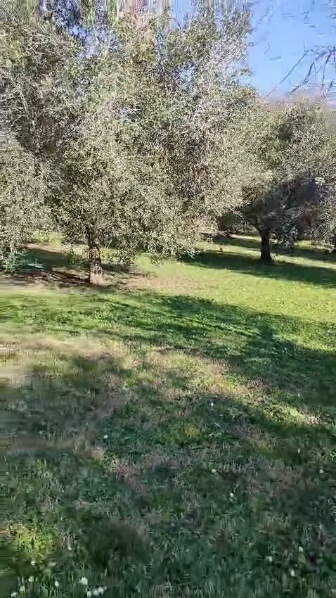 Meticcio cani in regalo: LUCKY-COTONE, IL NOSTRO ANGELO PELOSO, ASPETTA ANC a Città metropolitana di Milano - Video 2