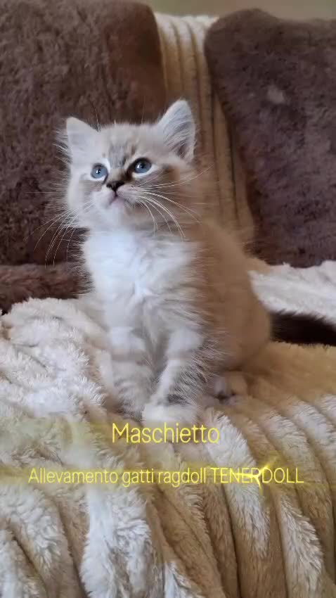 Ragdoll gatti in vendita: Ragdoll con Pedigree  - Video 5