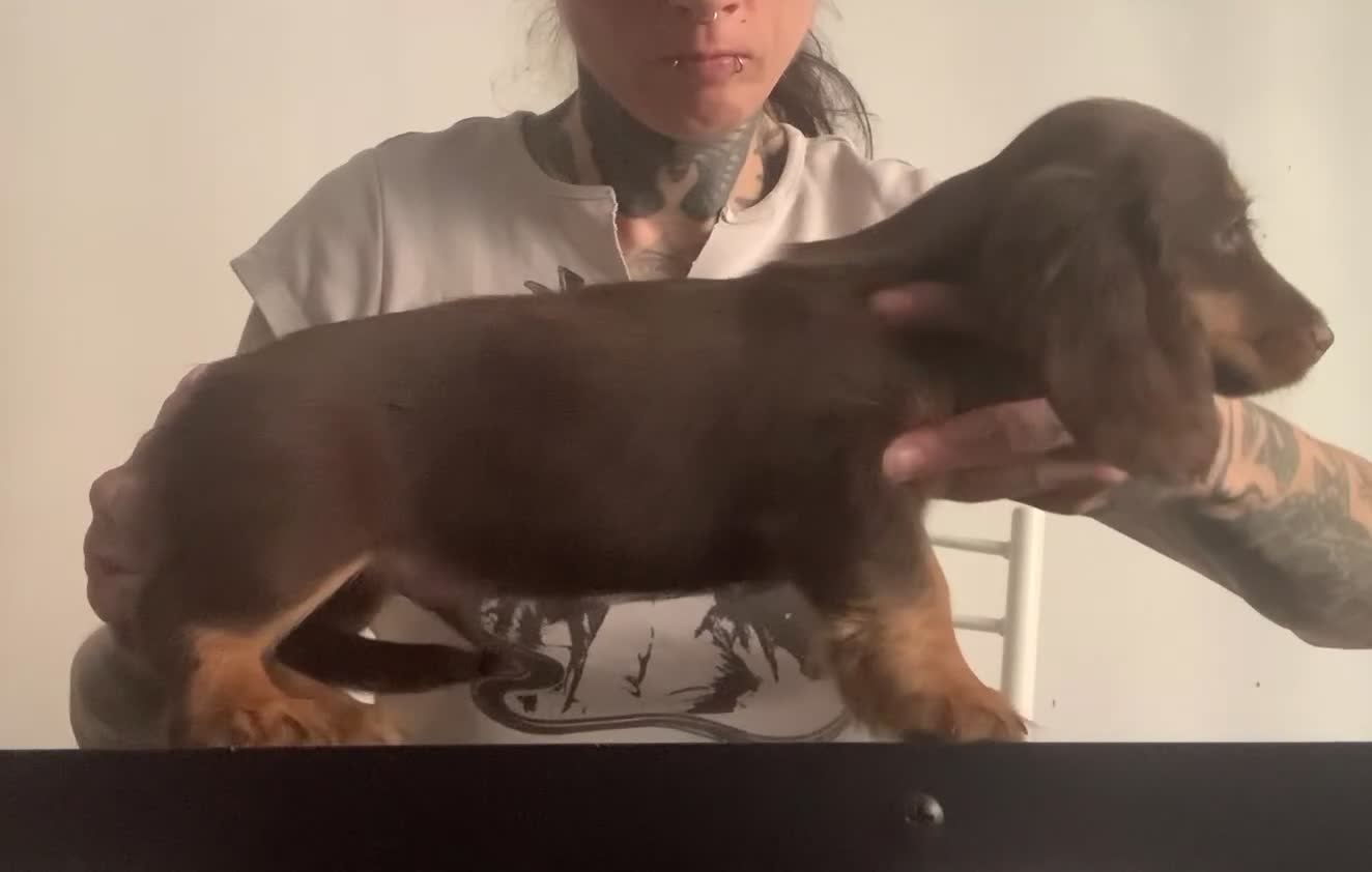 Bassotto cani in vendita: Bassotto pelo lungo - Video 2