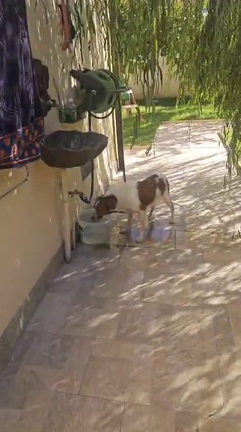 Breton cani in regalo: Tommy: giovane bretoncino socievole equilibrato  - Video 3