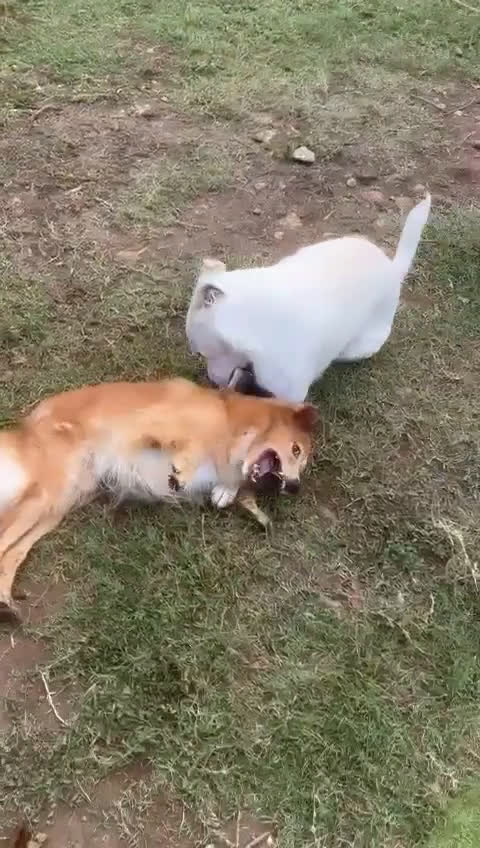 Meticcio cani in regalo: Wilma  - Video 1