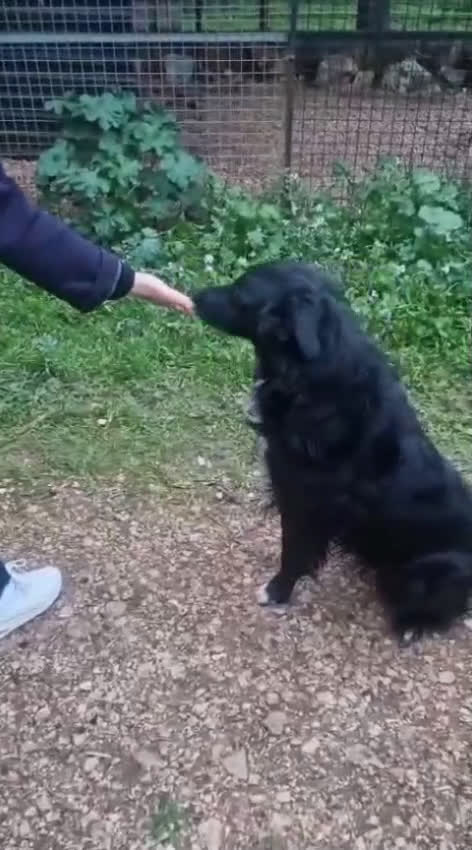 Meticcio cani in regalo: Sansone, il cane ideale - Video 1