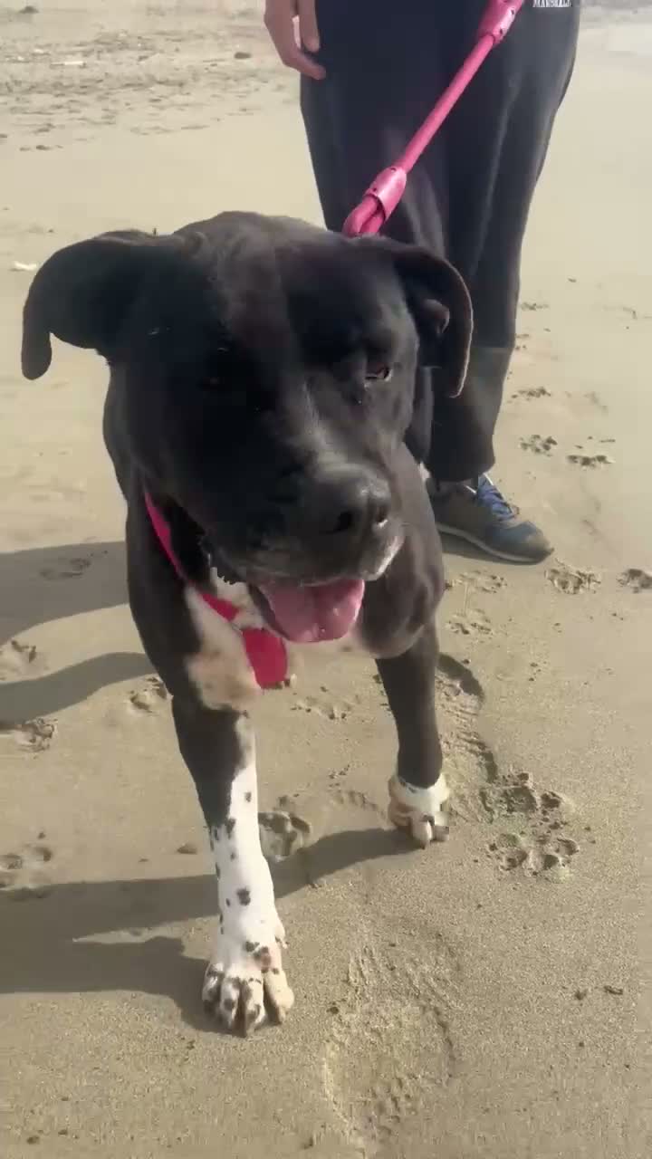 Meticcio cani in regalo: Sasha: giovane mix Amstaff. Adozione o stallo  - Video 3