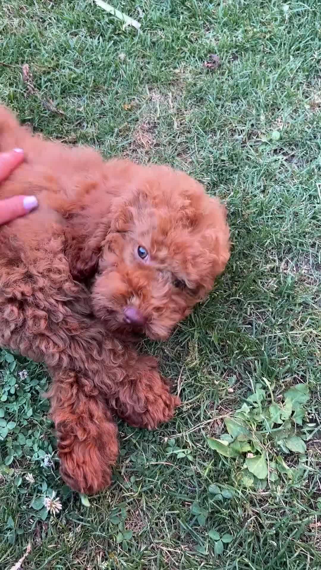 Meticcio cani in vendita: Barboncino Nano - Video 1