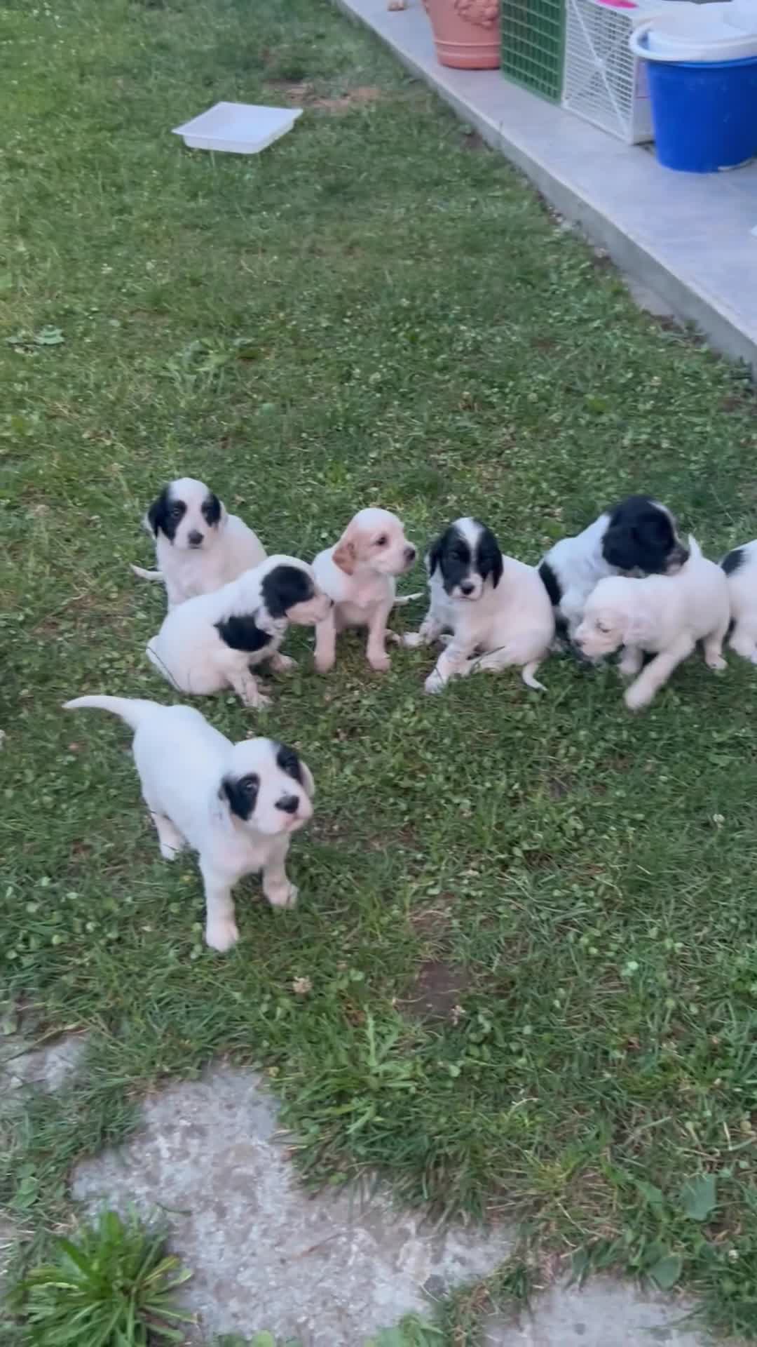 Setter Inglese cani in vendita: Cuccioli setter inglese  - Video 1