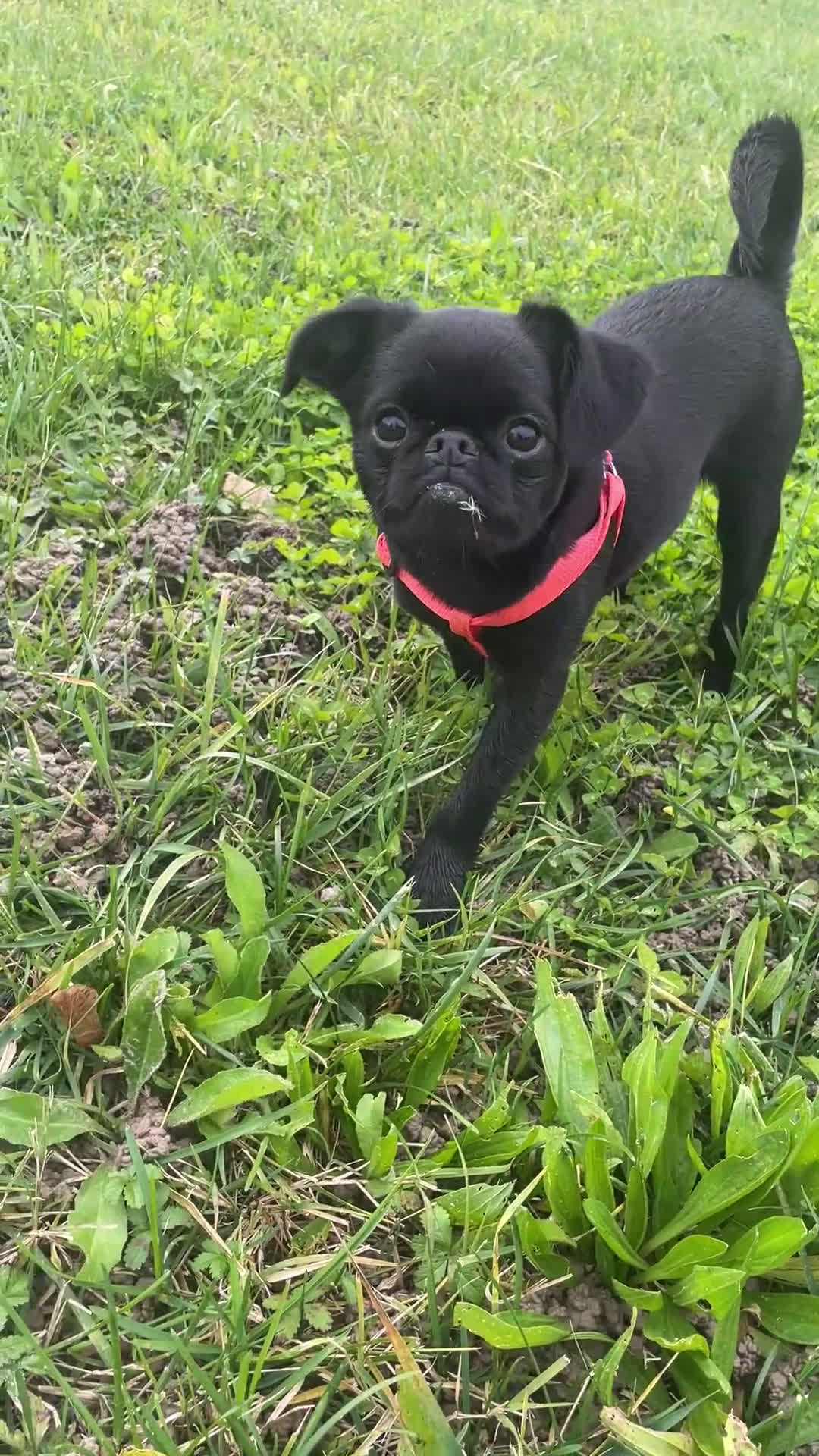 Griffon Vendeen cani in vendita: Cucciola di Piccolo Brabantino  - Video 1
