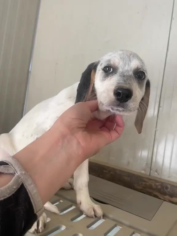 Segugio cani in regalo: SOS DOLCE CUCCIOLA - Video 1