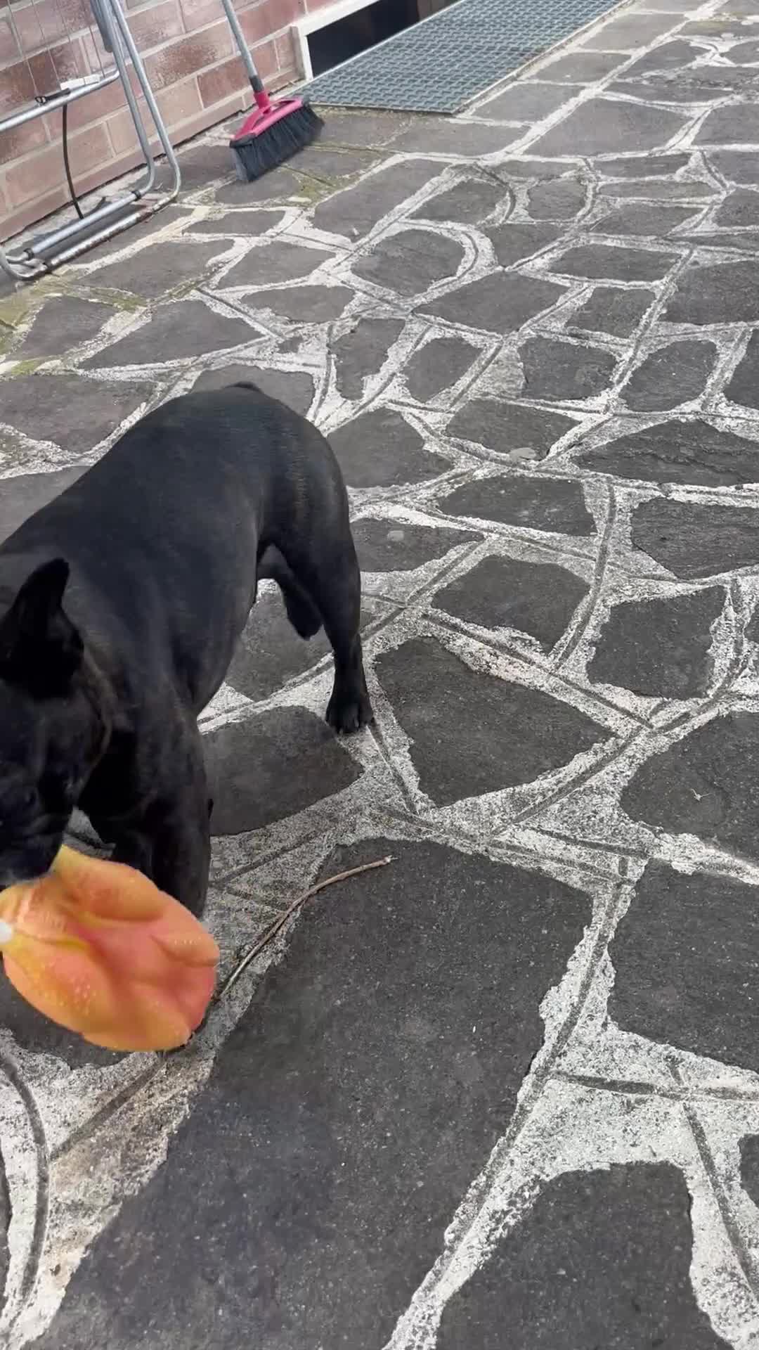 Bulldog Francese cani in vendita: BULLDOG FRANCESE  - Video 1