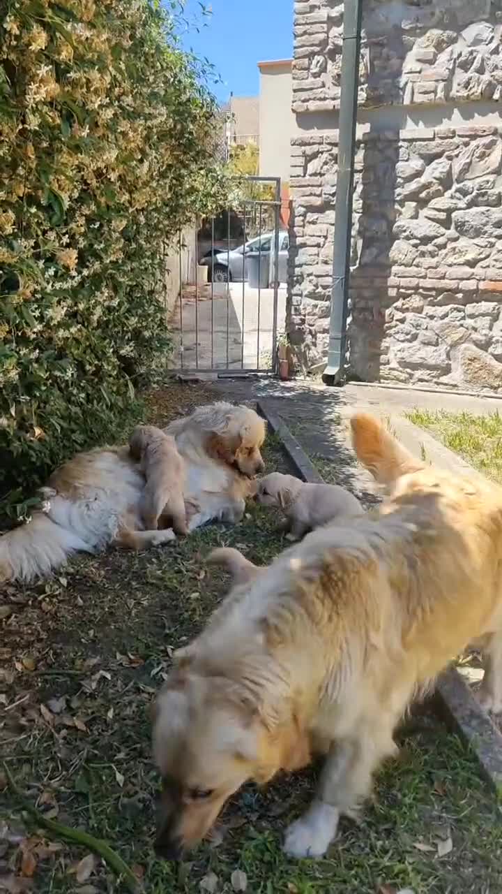 Golden Retriever cani in vendita: Golden retriever  - Video 1