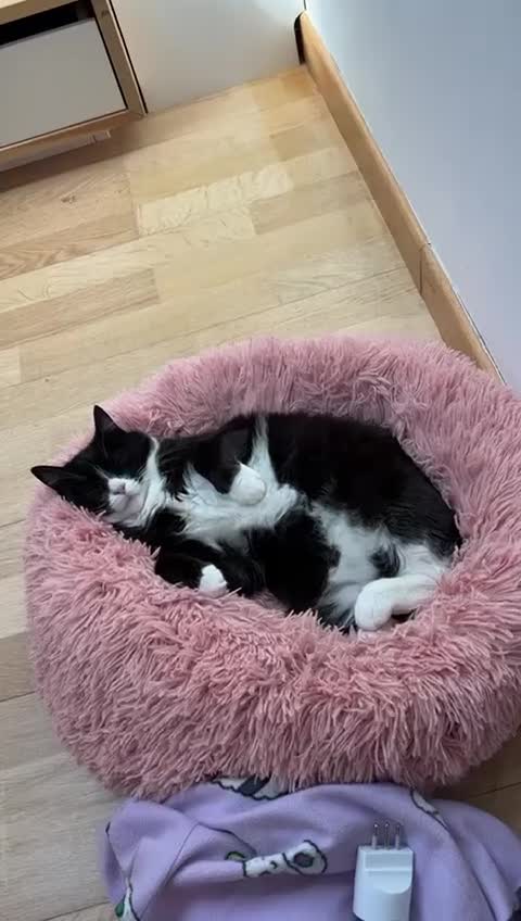 Europeo gatti in regalo: GATTINA LUISA  SENZA PIU CASA - Video 1