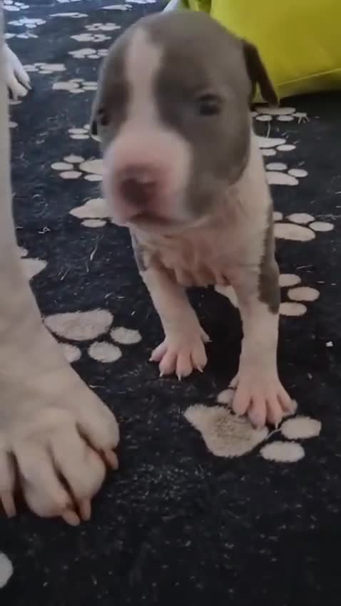 American Staffordshire cani in vendita: Amstaff blue cucciolo - Video 4