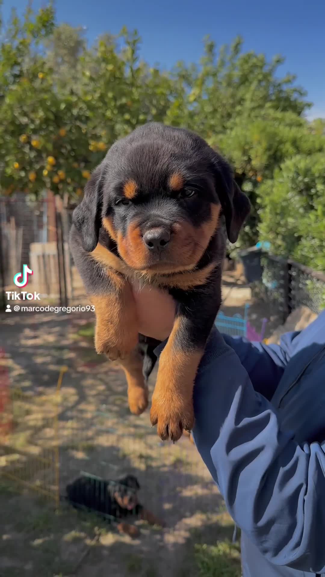 Rottweiler cani in vendita: Rottweiler - Video 1
