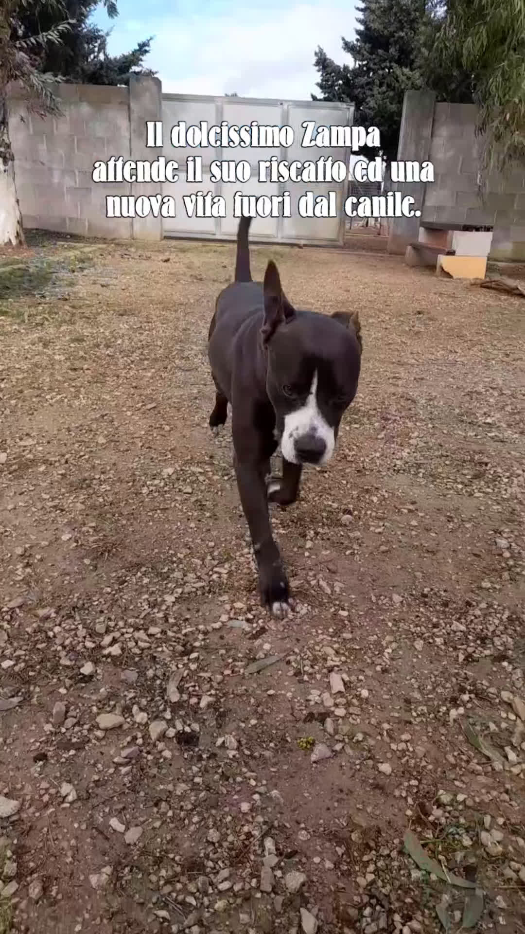 Meticcio cani in regalo: Zampa dolcissimo incrocio pitbull in adozione a Città Metropolitana di Firenze - Video 1