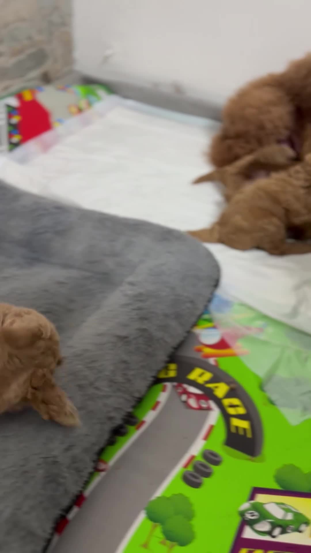 Barboncino cani in vendita: Barboncino  con Pedigree affare - Video 1