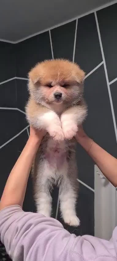 Akita Inu cani in vendita: Cuccioli di AKITA LOMBARDIA Como e Monza  - Video 3