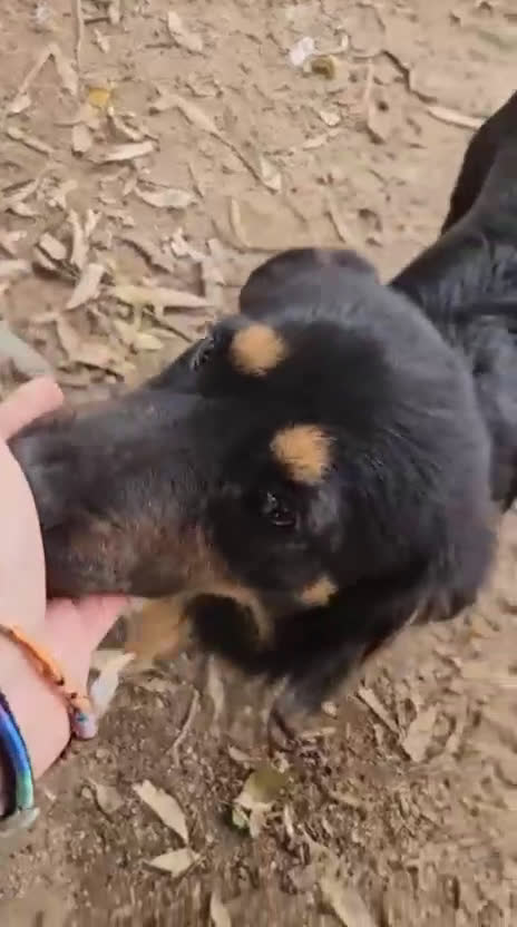Meticcio cani in regalo: Gelso: 2 mesi taglia piccola  - Video 2