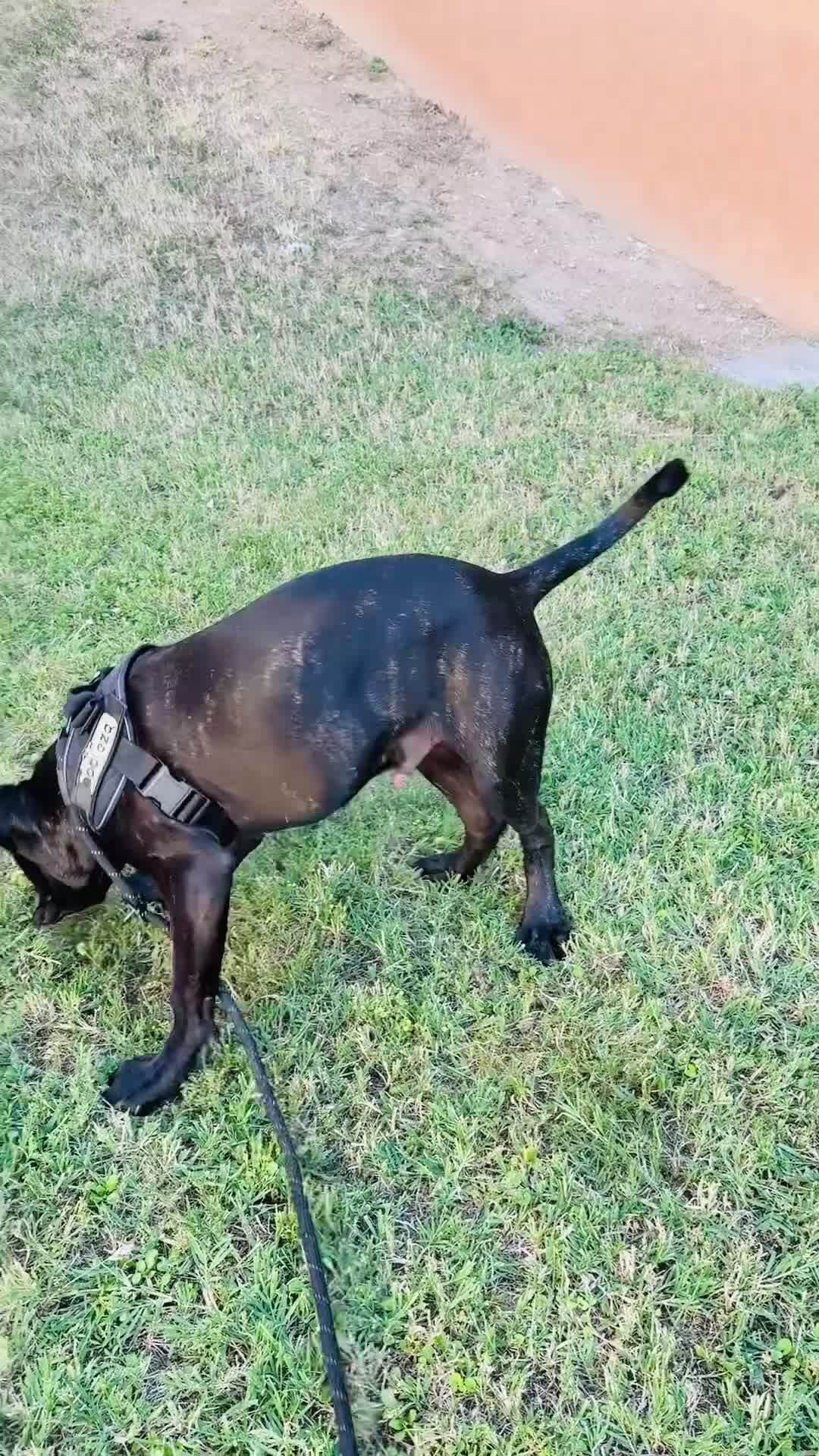 Cane Corso cani in regalo: Cane Corso 7 mesi GALLARATE - Adozione Gratuita - Video 2