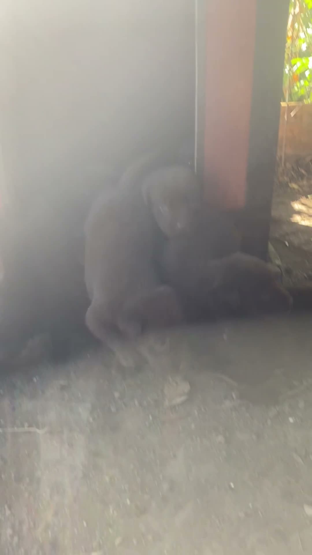 Labrador cani in vendita: Labrador retriever chocolate - Video 1