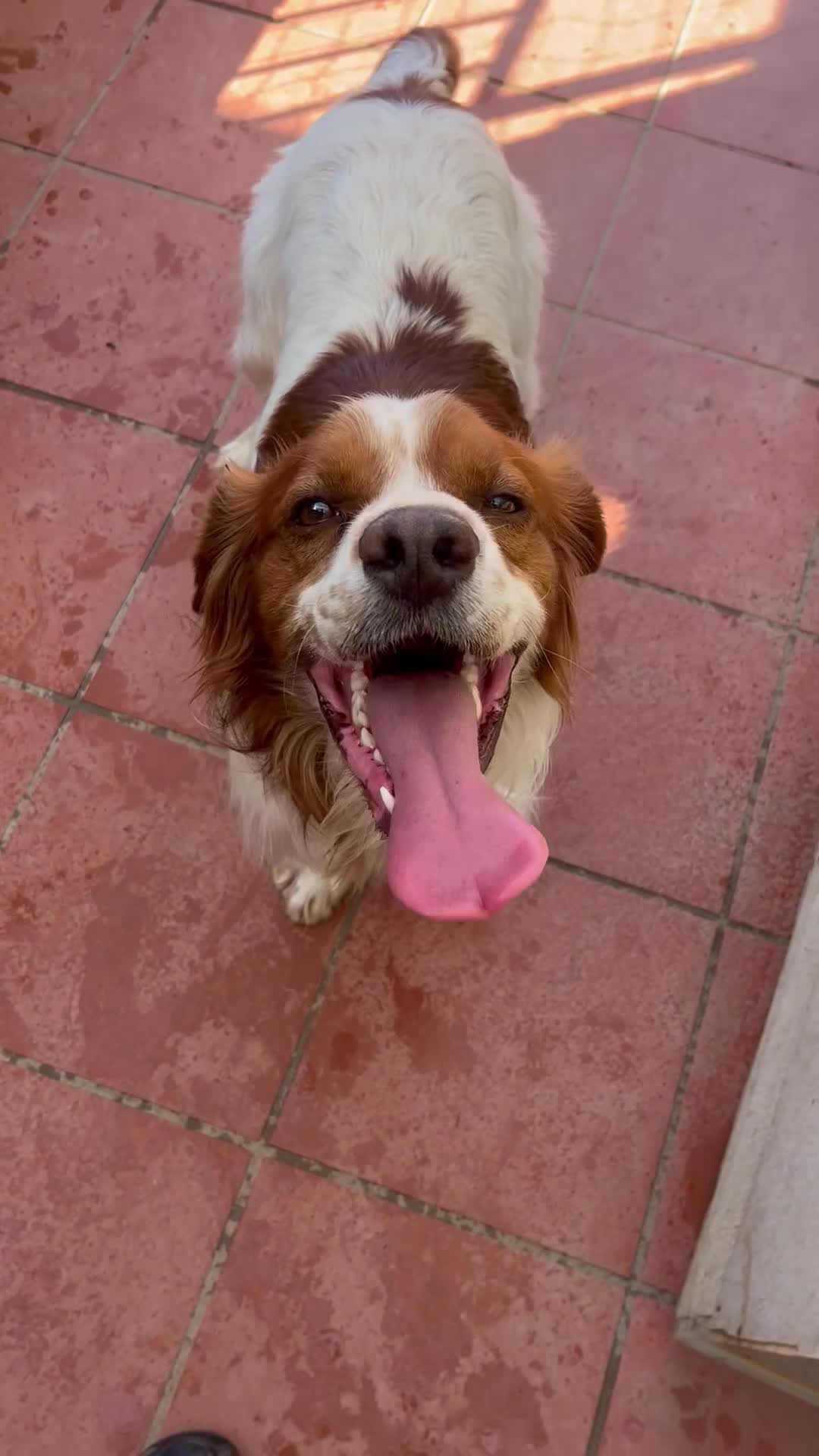 Breton cani in regalo: Poli il Breton che sorride - Video 1