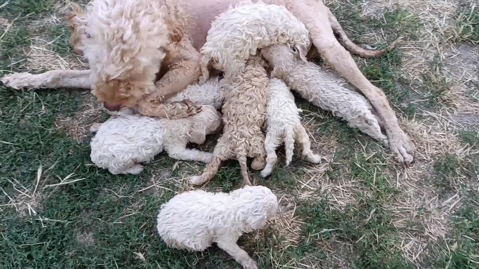 Lagotto cani in vendita: Lagotti  - Video 1