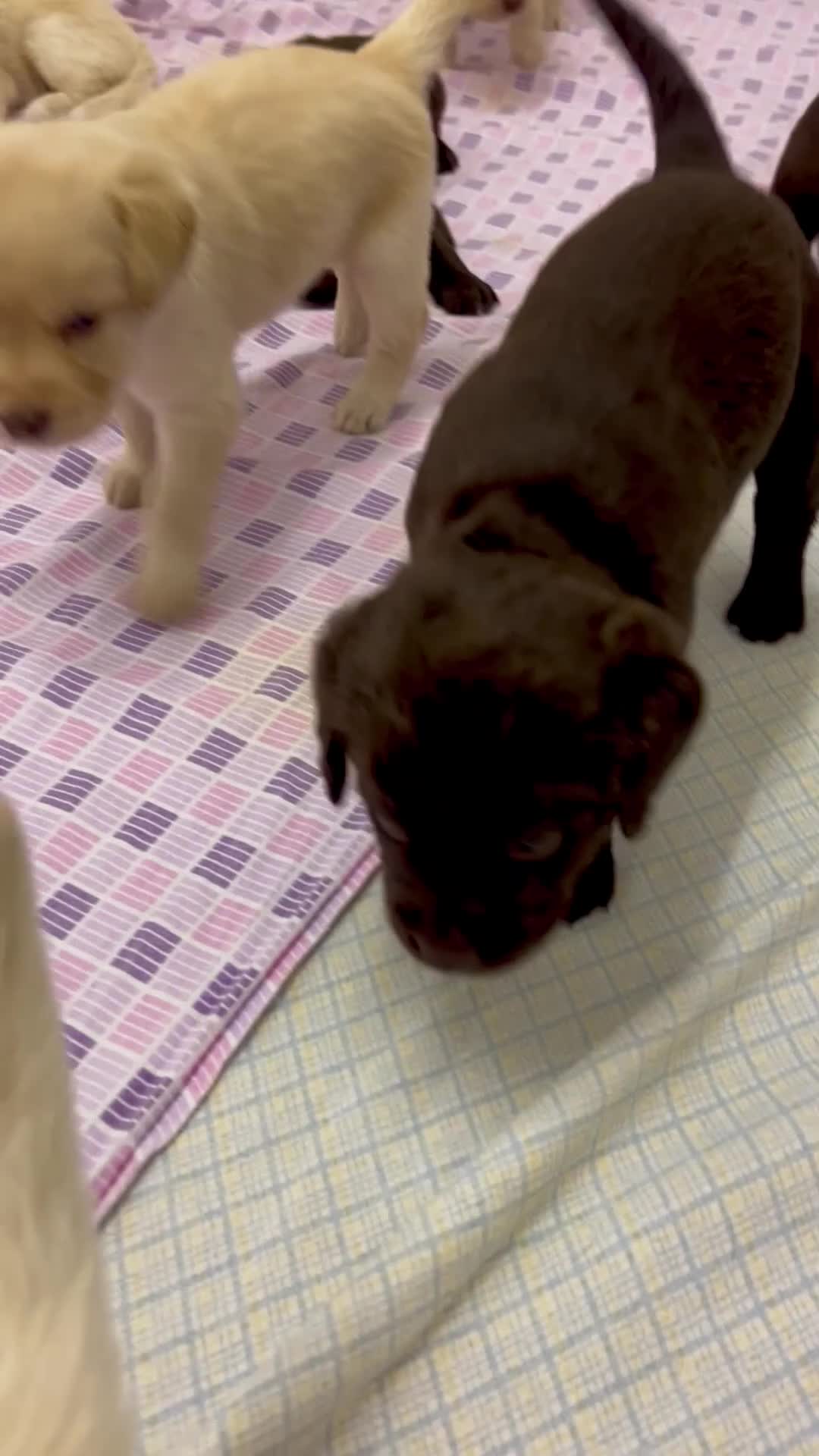 Meticcio cani in vendita: CUCCIOLI CERCANO FAMIGLIA - Video 1