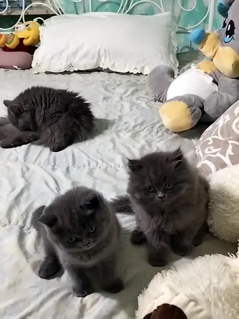 Altre razze gatti in vendita: Vendita  - Video 1