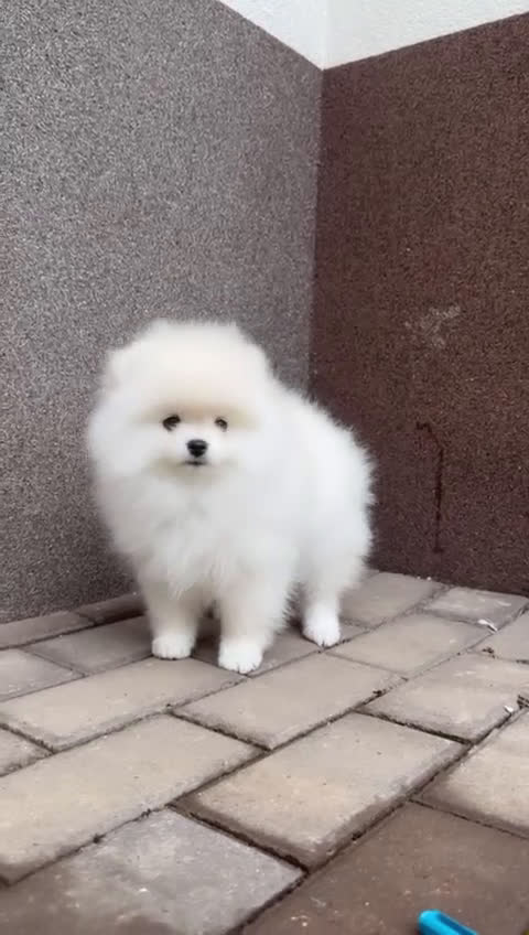 Volpino Pomerania cani in vendita: Pomerania Toy - Video 1