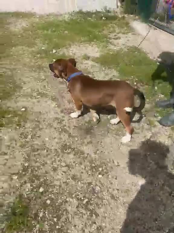 Meticcio cani in regalo: CHOCO CERCA FAMIGLIA a Provincia di Pisa - Video 2