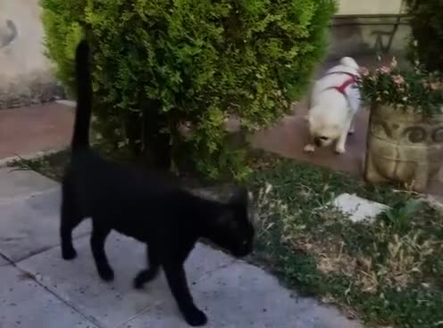 Europeo gatti in regalo: Nerina cerca nuova casa  - Video 1