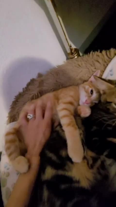 Meticcio gatti in regalo: Eros e Isotta - Video 1