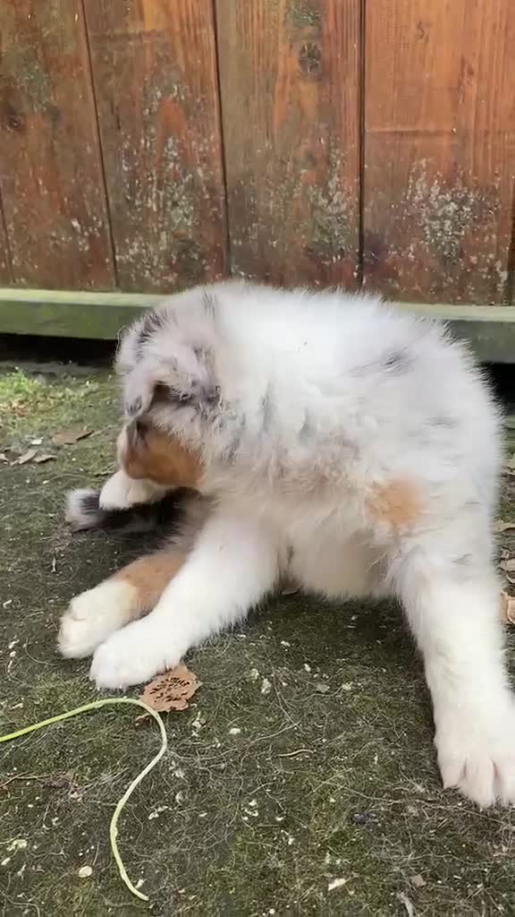 Australian Shepherd cani in vendita: Cuccioli Pastore australiano - Video 2