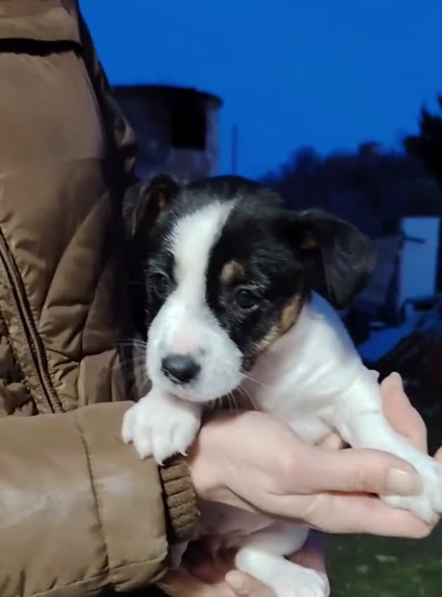 Jack Russell cani in vendita: Jack russell zampa corta  - Video 2