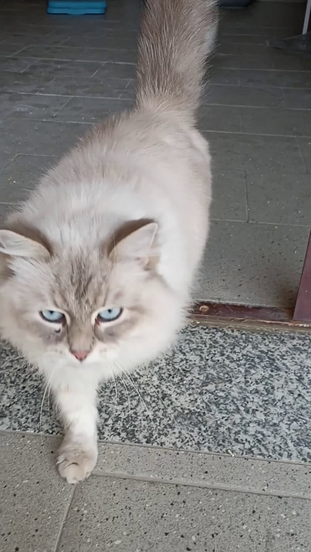 Siberiano gatti in vendita: Gatta siberiana  - Video 1