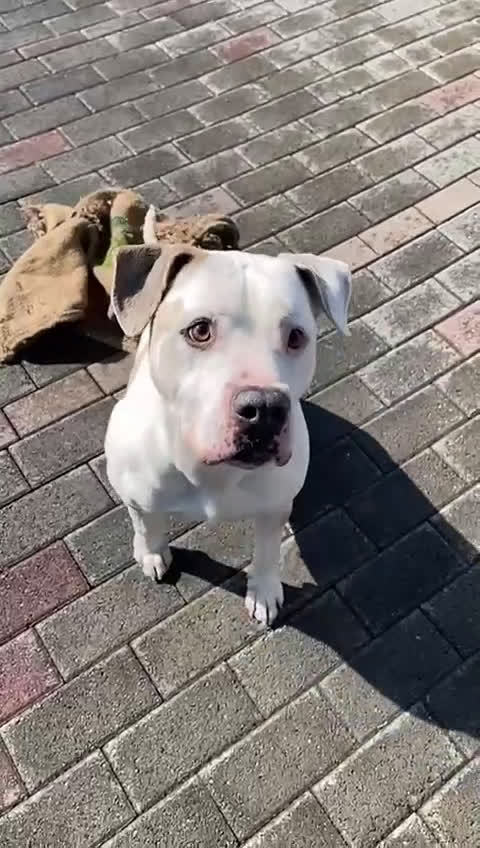 Meticcio cani in regalo: MAMBO PIT - Video 2