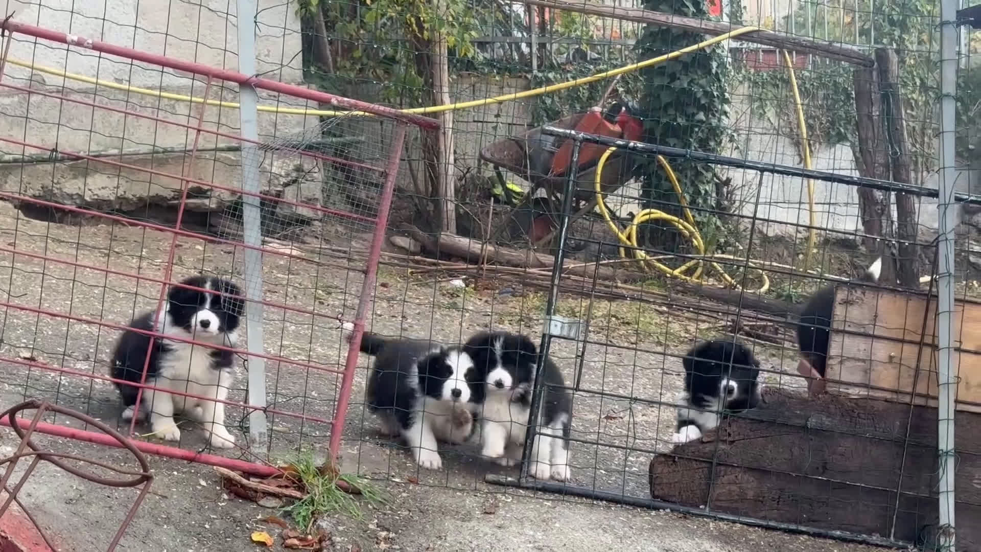 Border Collie cani in vendita: Border collie cuccioli con pedigree - Video 1