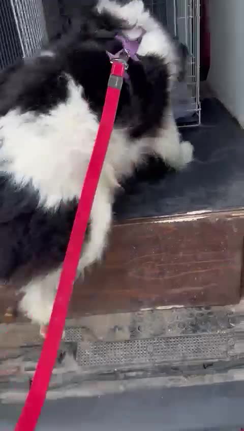 Meticcio cani in regalo: PETRUX giocherellone tg mediogrande - Video 2