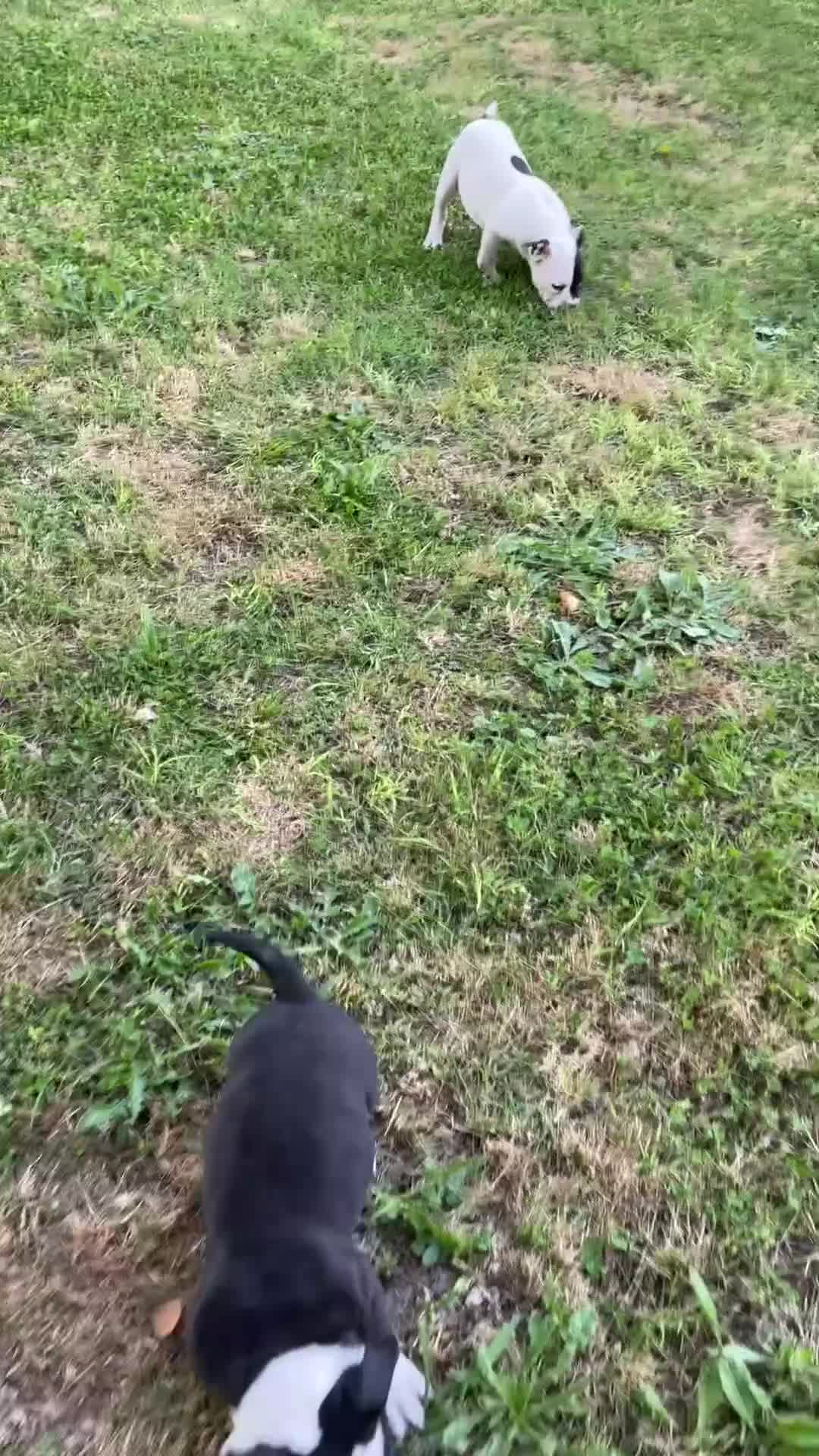 American Bully cani in vendita: Americabully  - Video 1