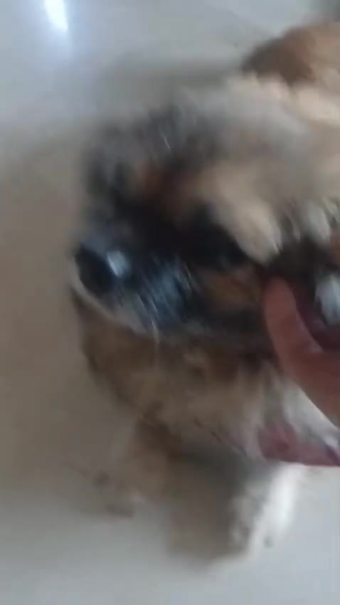 Pechinese cani in regalo: Peggy, un amore di pechinese - Video 5