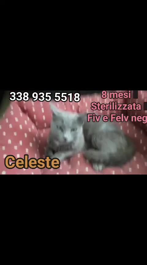 Certosino gatti in regalo: CELESTE DOLCE SIMIL CERTOSINA a Città metropolitana di Roma Capitale - Video 1