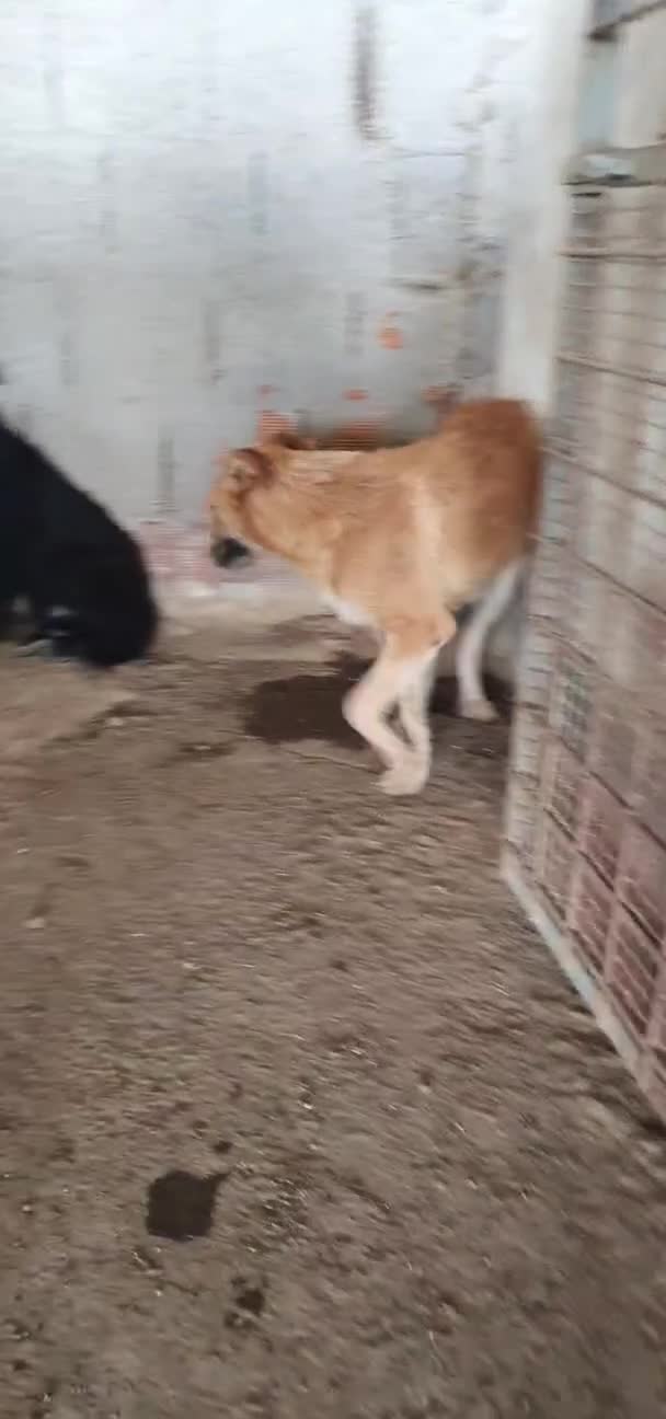 Meticcio cani in regalo: Flora, cucciola meticcia in canile - Video 2