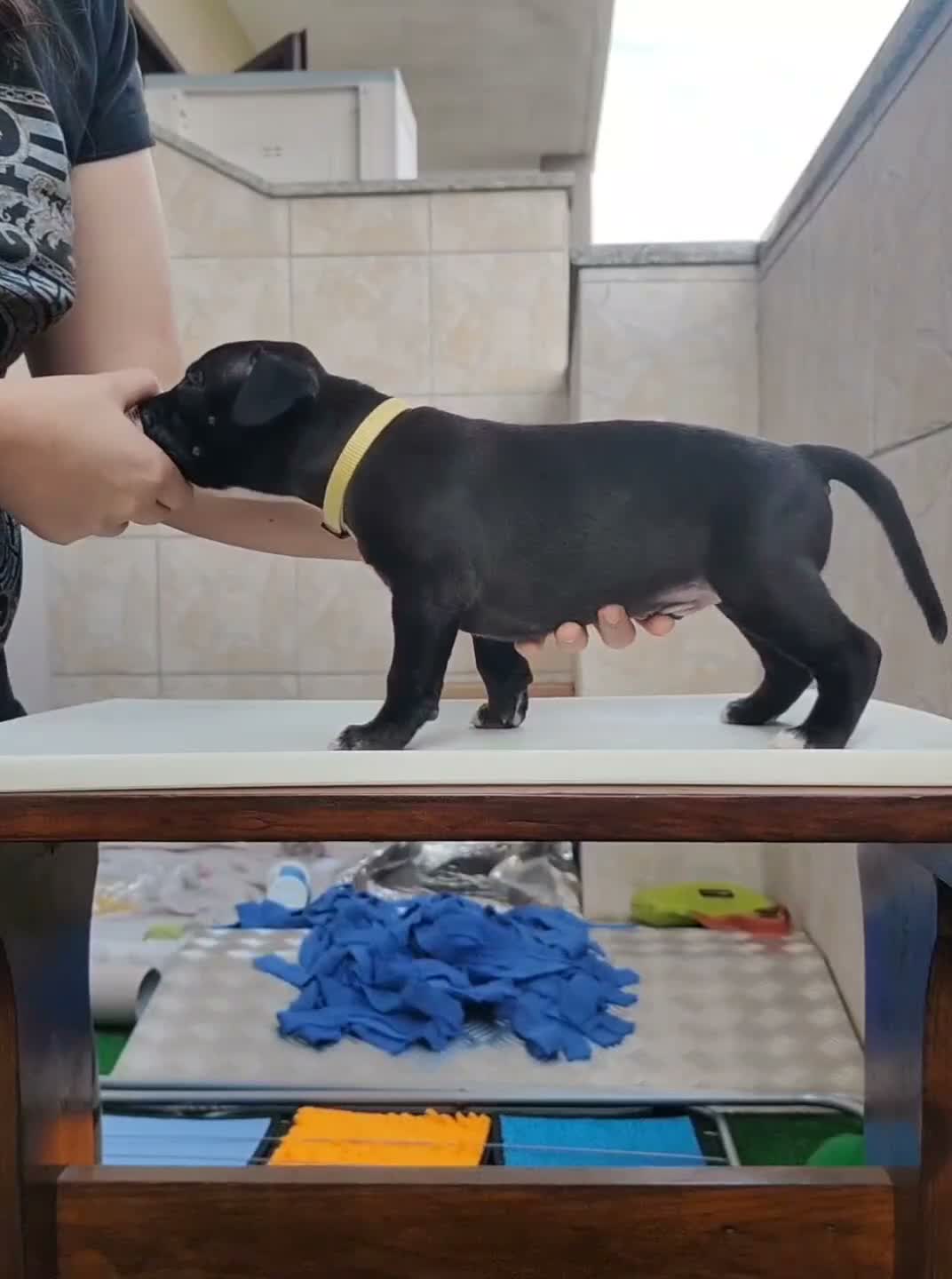 Pitbull cani in vendita: 3 cuccioli MASCHI di Pit Bull in standard ADBA a Provincia di Cremona - Video 2