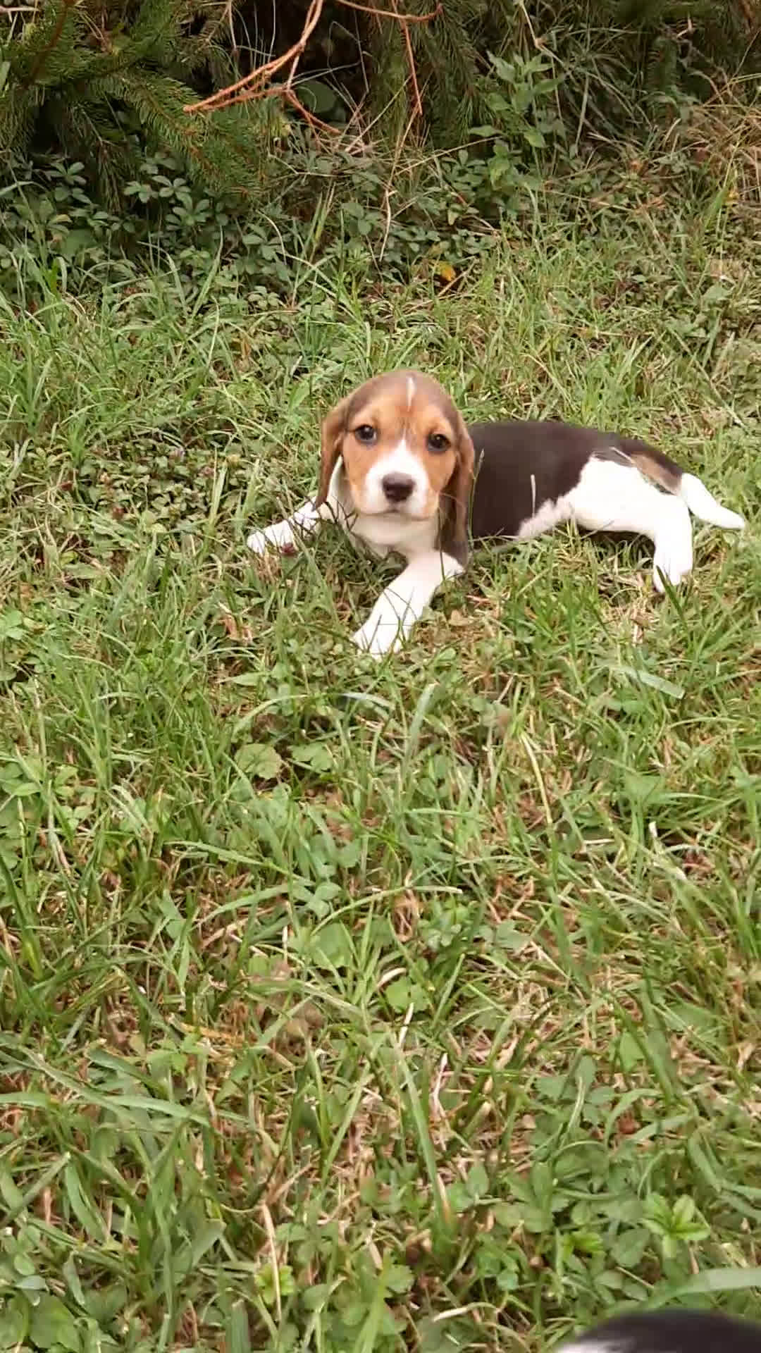 Beagle cani in vendita: Cuccioli Beagle inglese  - Video 1