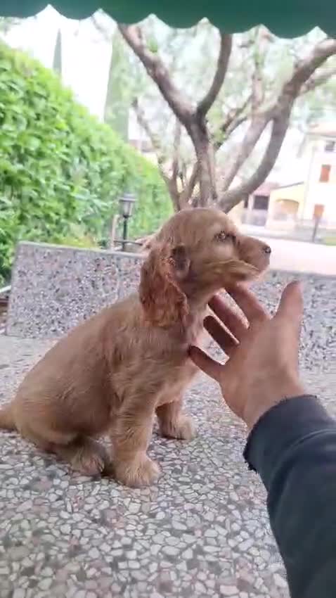 Cocker cani in vendita: Cuccioli di Cocker Spaniel  - Video 1