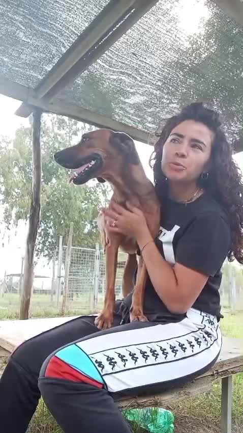 Meticcio cani in regalo: Byron, simil segugio! (15kg) - Video 1