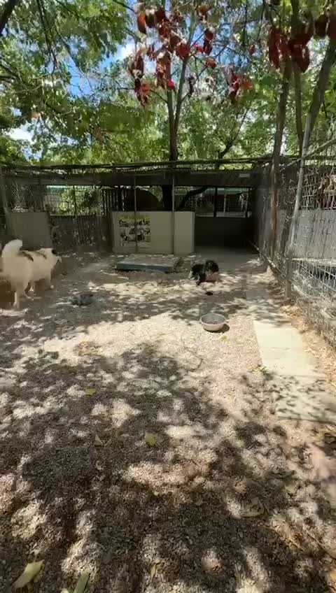 Meticcio cani in regalo: Sofia: amichevole e tranquilla, dolce con tutti  - Video 1