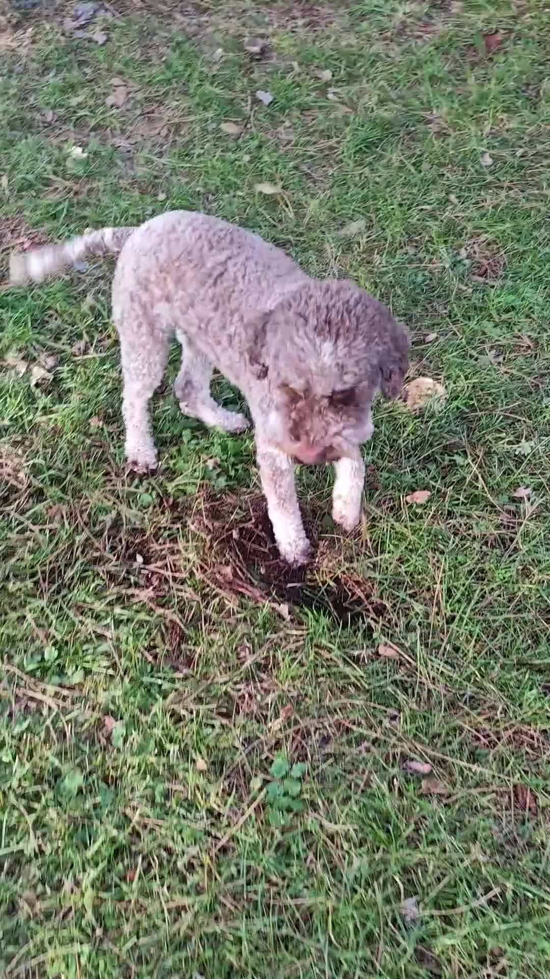 Lagotto cani in vendita: LAGOTTO ROMAGNOLO PEDIGREE [FUTURA CUCCIOLATA] - Video 1