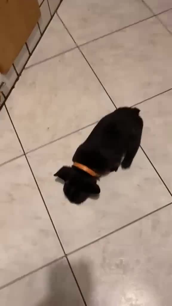 Bulldog Francese cani in vendita: CUCCIOLI DI BOULDOGUE FRANCESE  - Video 2